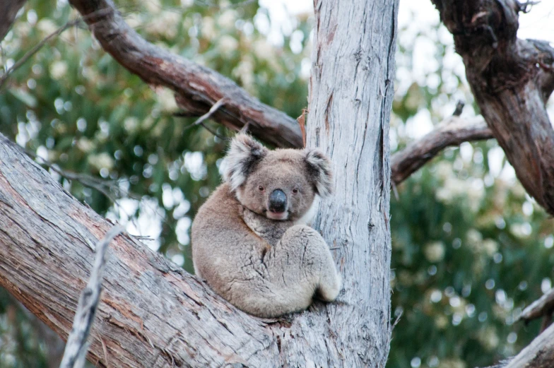 a koala sitting on a tree limb, in the australian bush