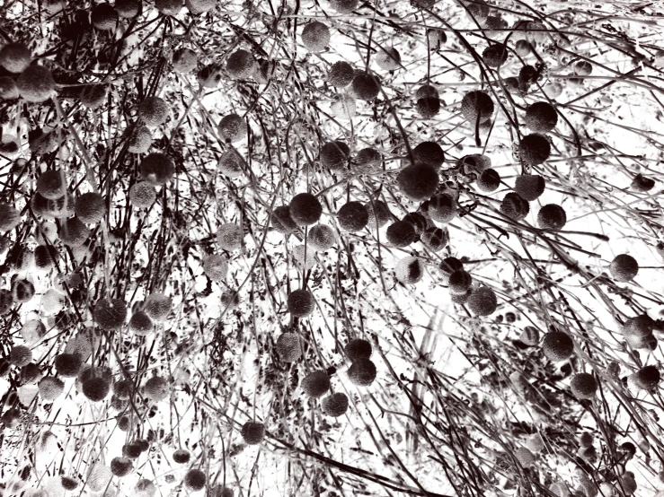 black and white pograph of a tree nches with small balls hanging from the nches