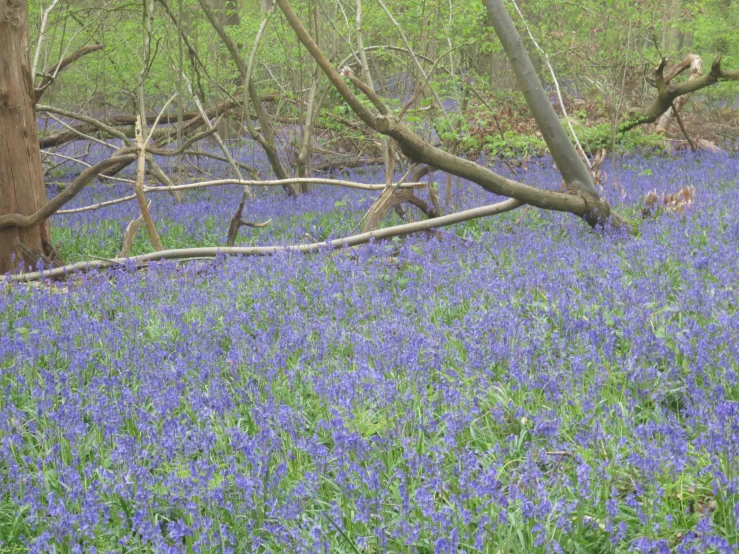 wild blue flowers cover a forest by the woods