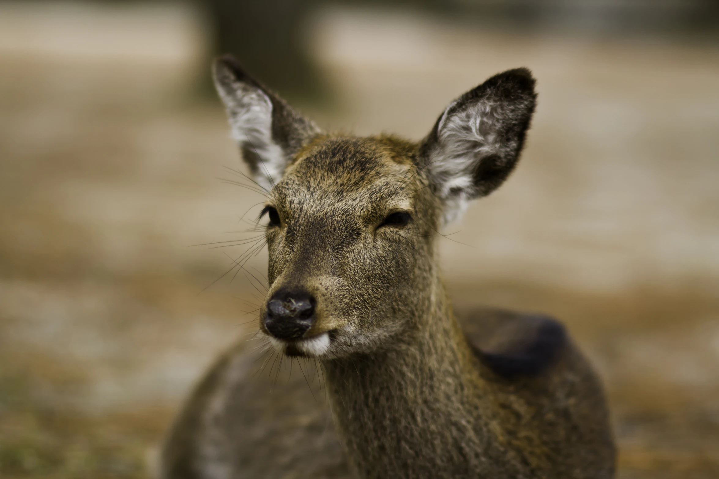 a deer that is sitting in the grass