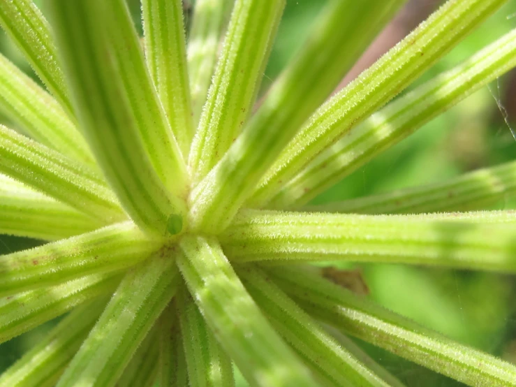 the budding of a plant, which is almost as large as the seed