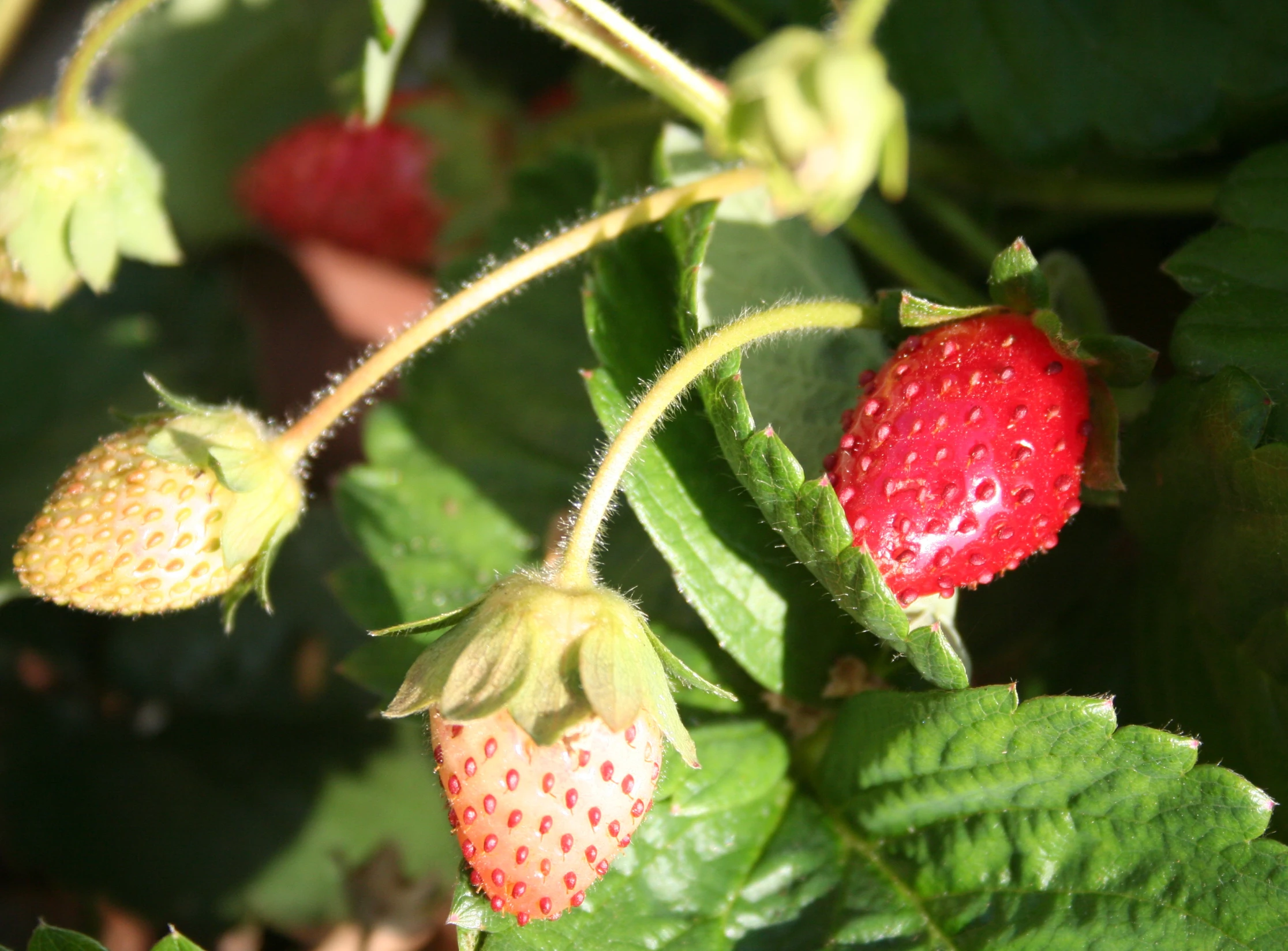 strawberries on the stalk still on the nch with leaves