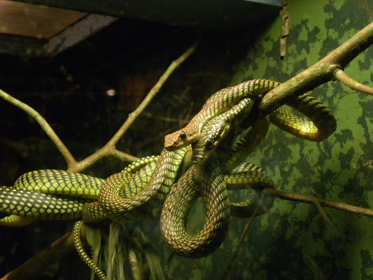 this snake looks like he is climbing a tree