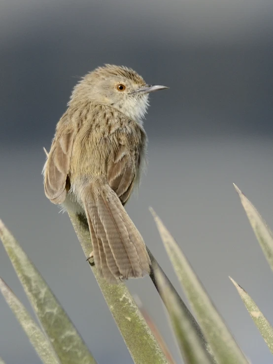 there is a bird that is sitting on a thin twig