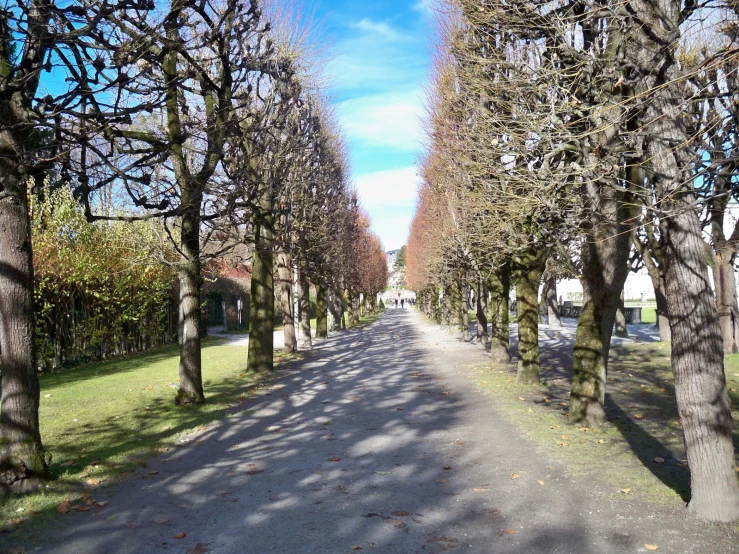 the path is lined with trees and a blue sky