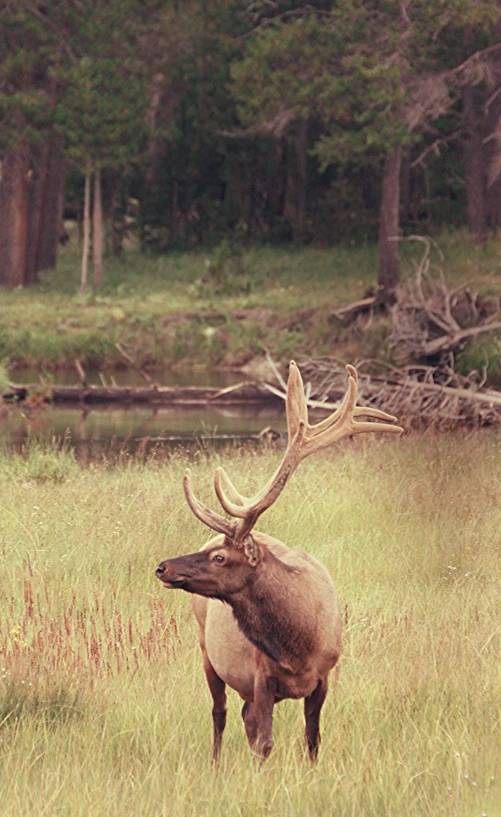 a deer stands still in the grass with its antlers spread wide