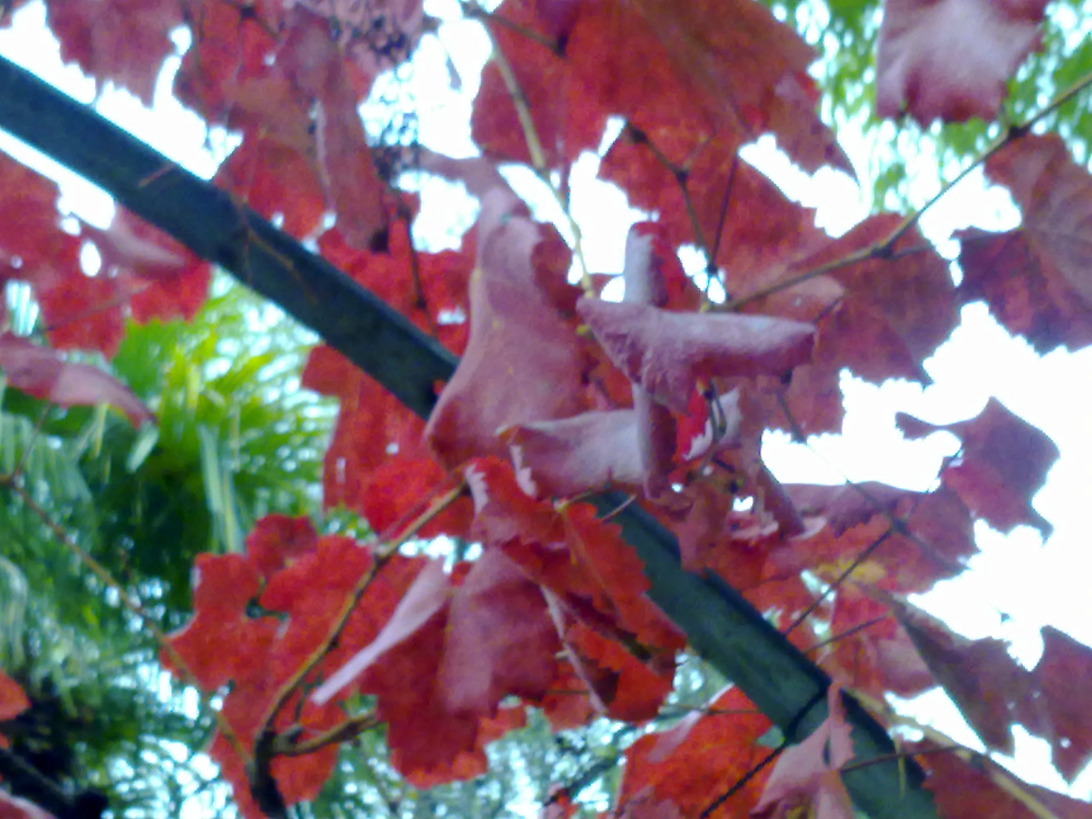 leaves on a tree in the autumn in the sun