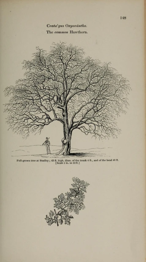an old book that has an image of a tree on it