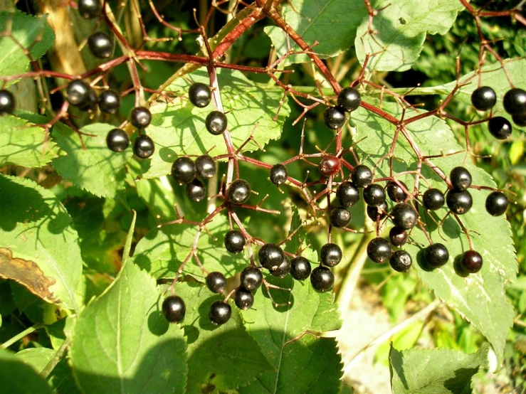 berry plants have large, dark fruit growing on them