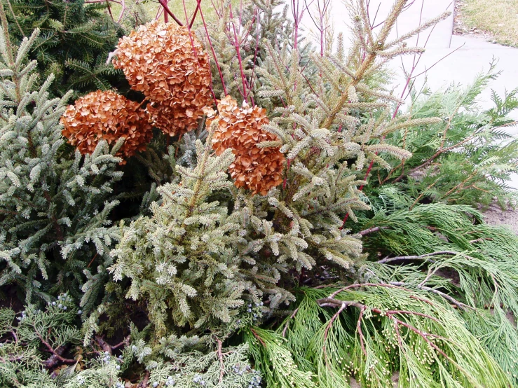 plants and trees outside next to a sidewalk