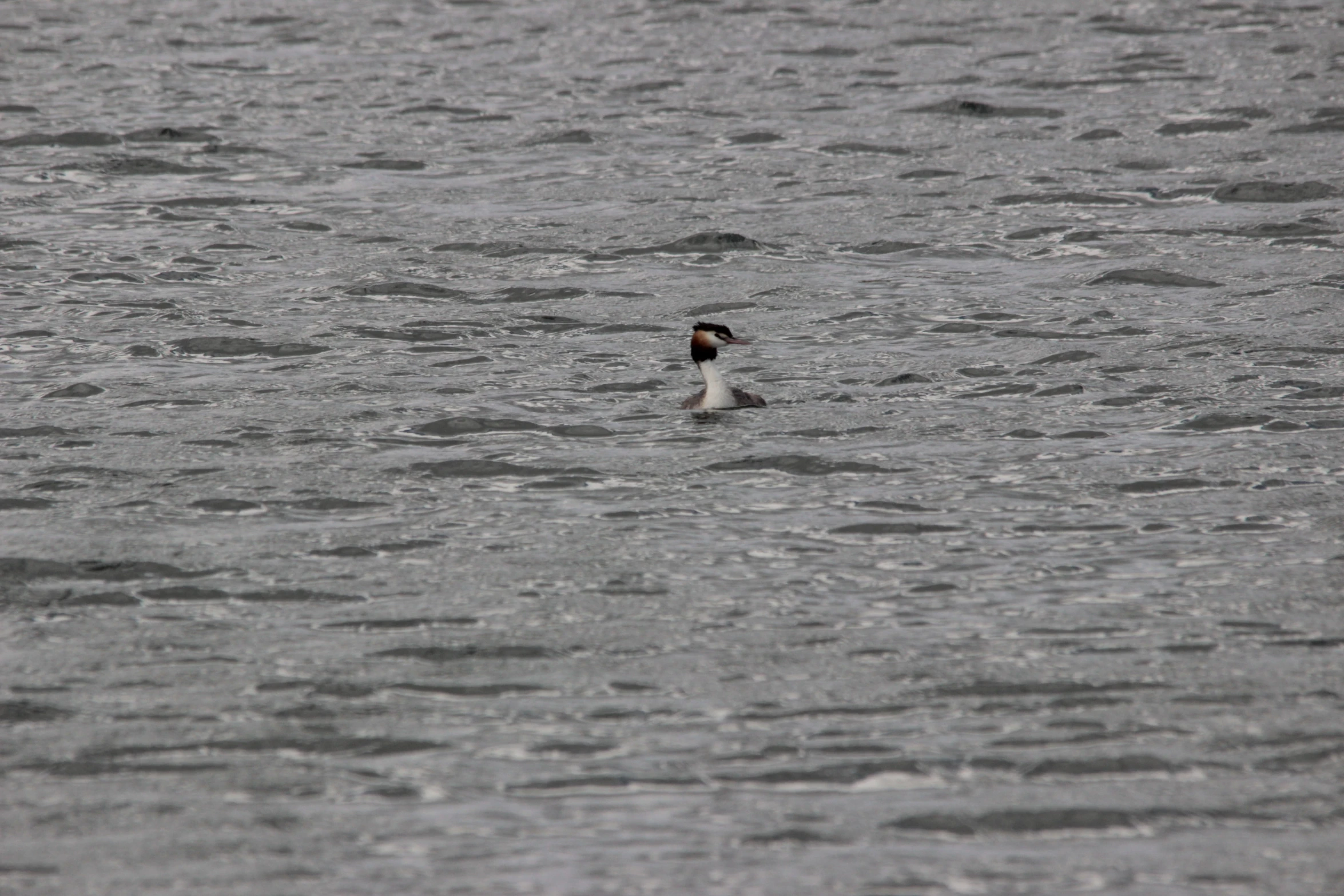 a close up s of some water with one small bird