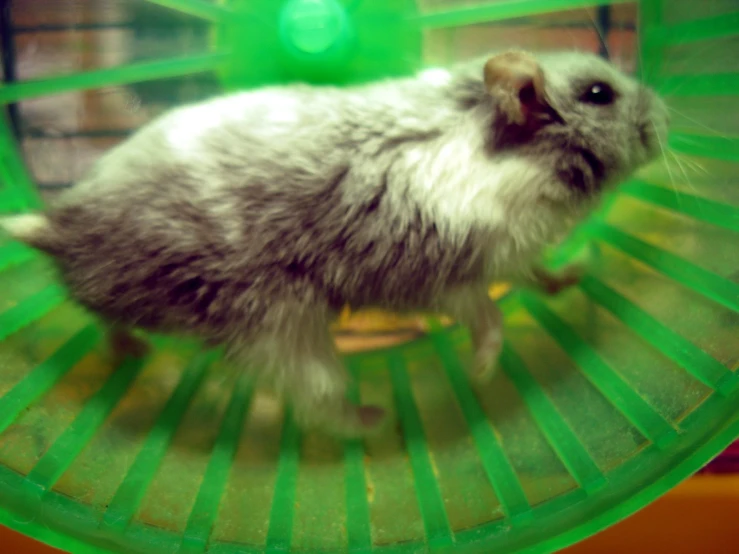 a hamster in a cage being shown on the ground