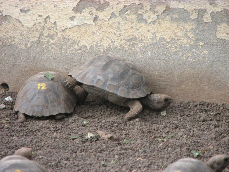 two large turtles walking through the dirt