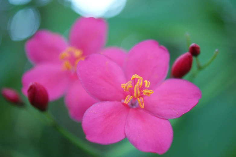 a pink flower with two yellow stamens sitting in the center of it