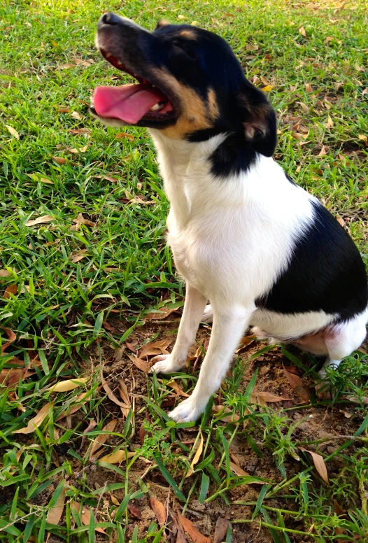 a black and white dog is sitting down