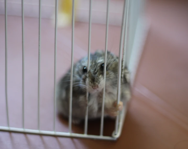 a hamster in a cage looks into the camera