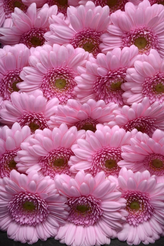 an arrangement of pink daisies and green leaves
