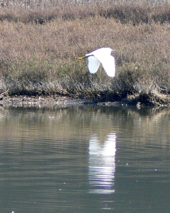 a white bird flying over the water by itself