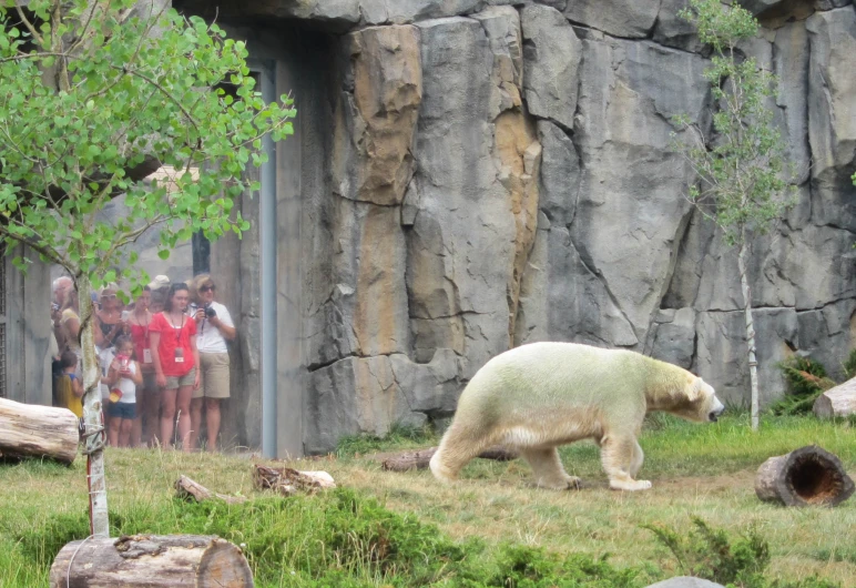 the white bear is standing near people looking at him