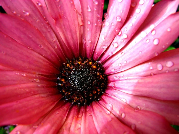 a close up of the center of a flower with water drops on it