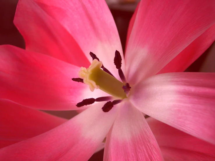 the top half of the petals of a pink flower