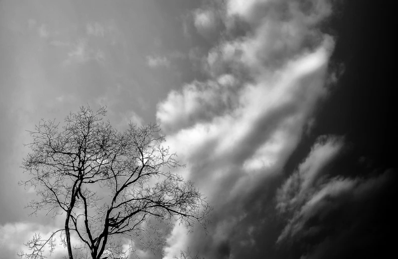 black and white po of a lone tree with clouds in the background