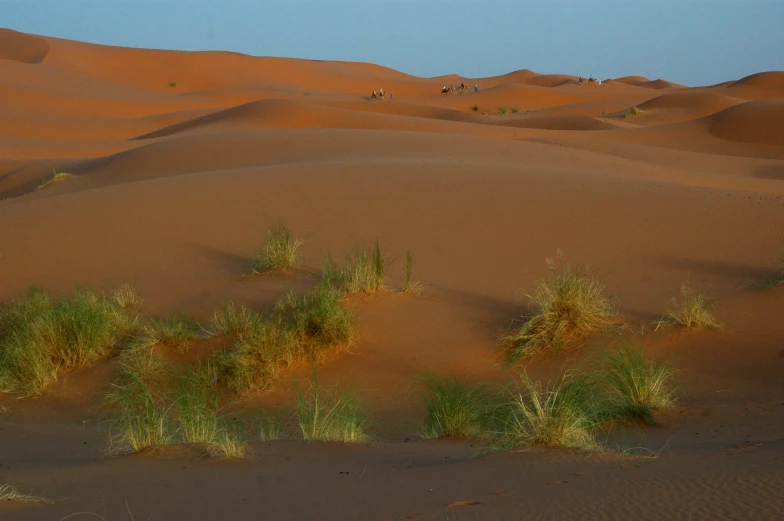 plants and vegetation grow in the sand dunes