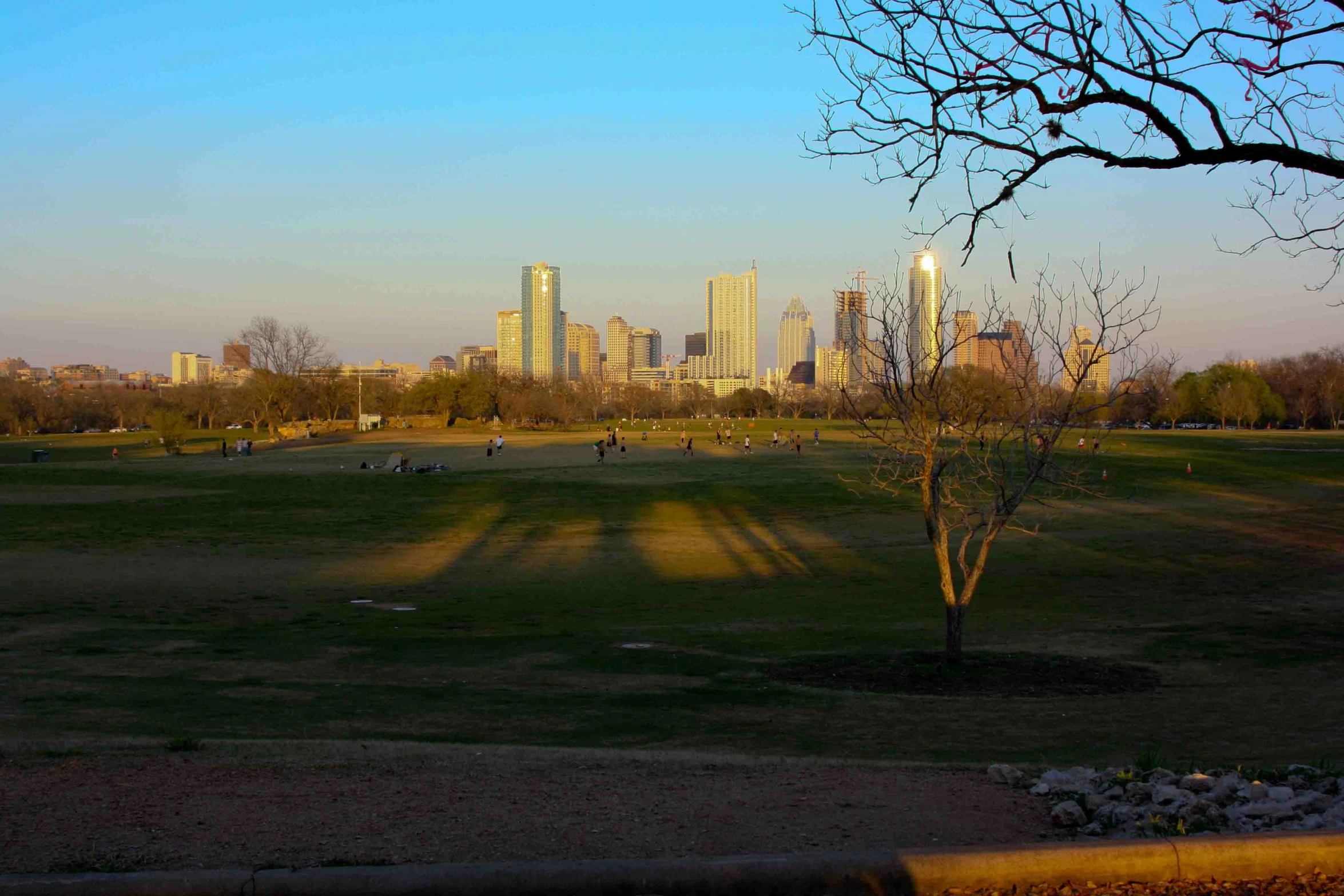 a field with lots of trees in front of tall buildings