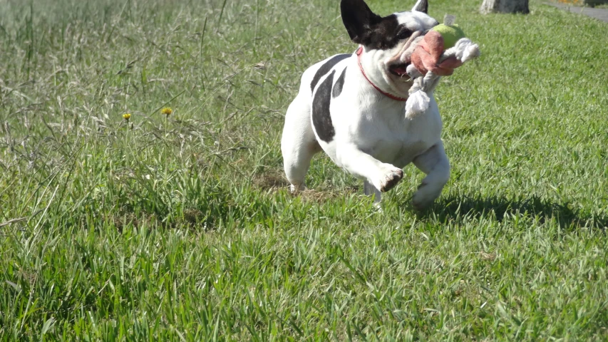 a dog is running in the grass with an object in it's mouth