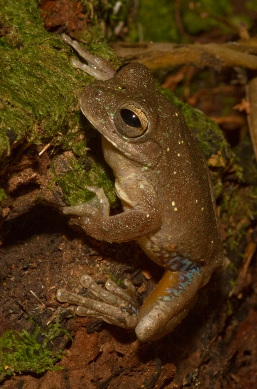 a frog sitting on the ground in front of green moss