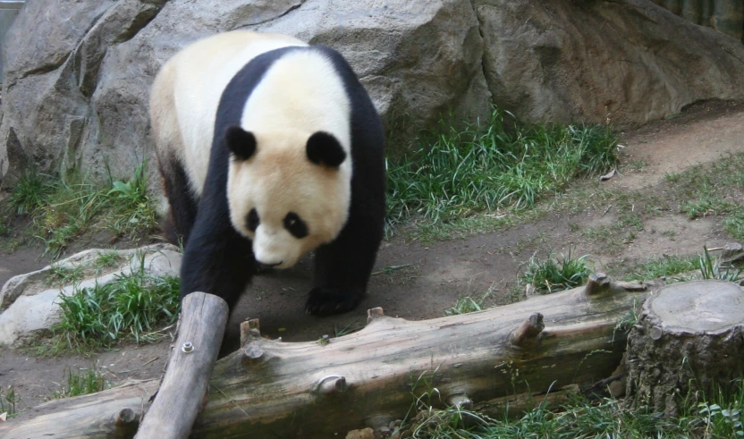 a panda bear walking in an enclosure by some rocks