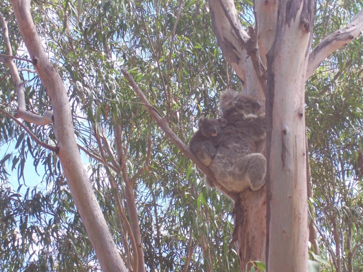 a koala sitting in a tree looking up