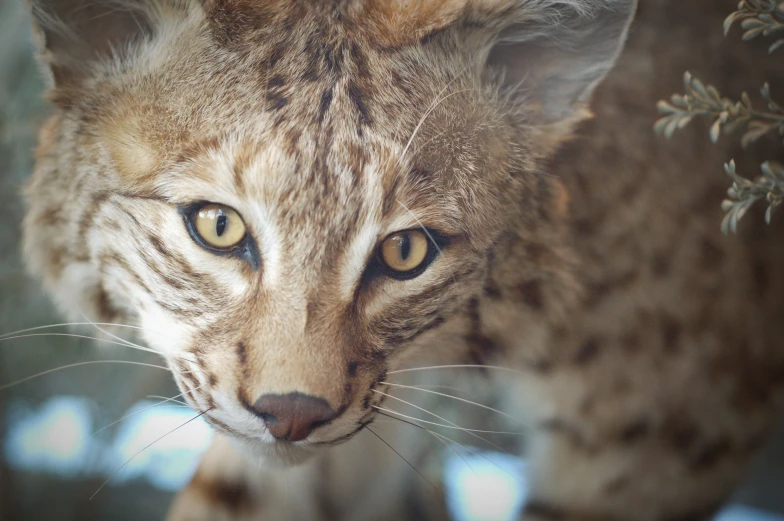 a close up of a cat with it's eyes open