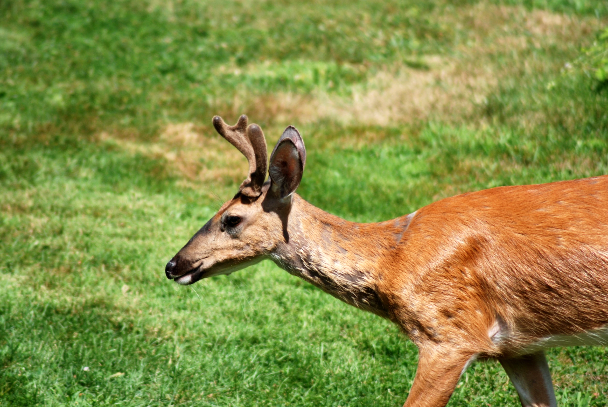 an antelope looks away from the camera as it walks through the grass