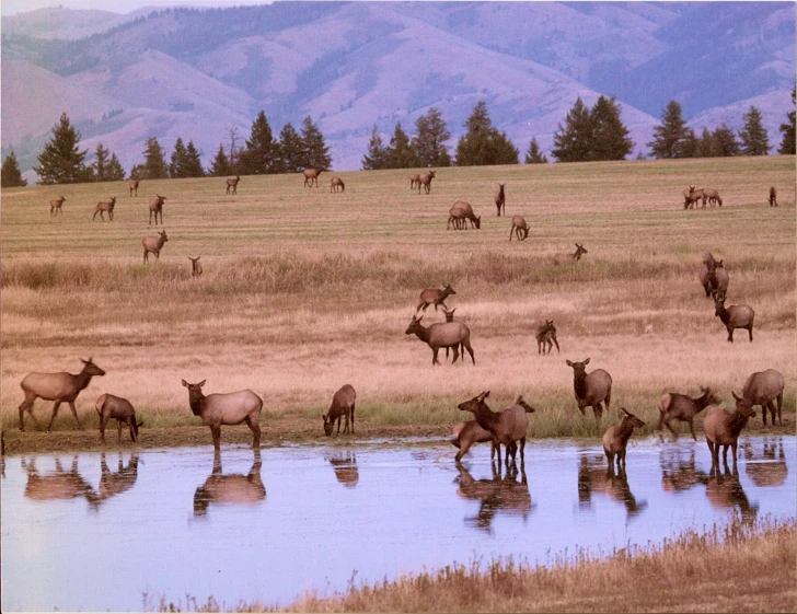 a herd of elk drink water while grazing in the grass