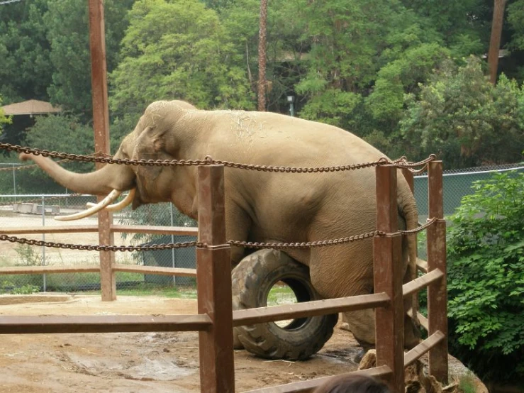 a large elephant standing behind a rope fence