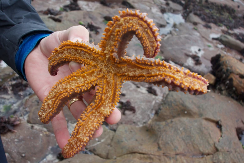 a person holding an object that looks like a squid