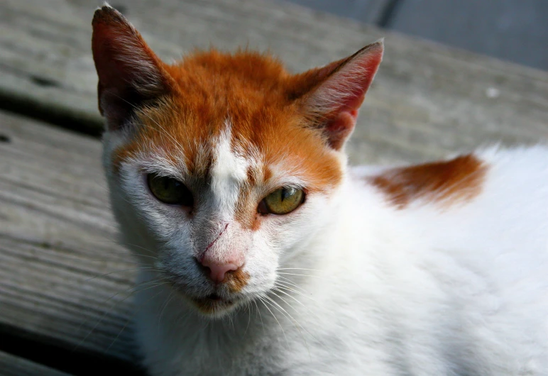 an orange and white cat with big yellow eyes