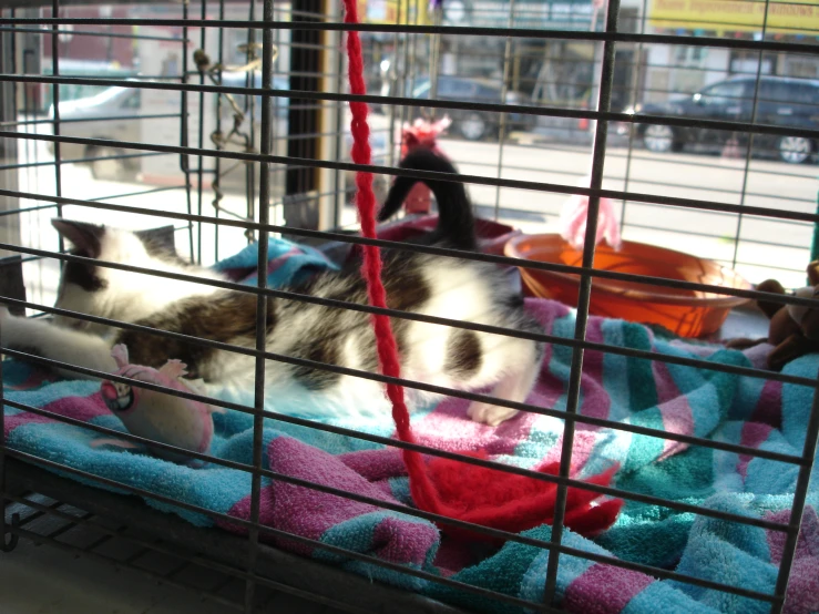 two cats in a cage on top of blankets