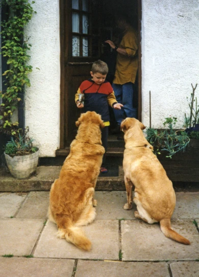 a boy is playing with two dogs on a courtyard