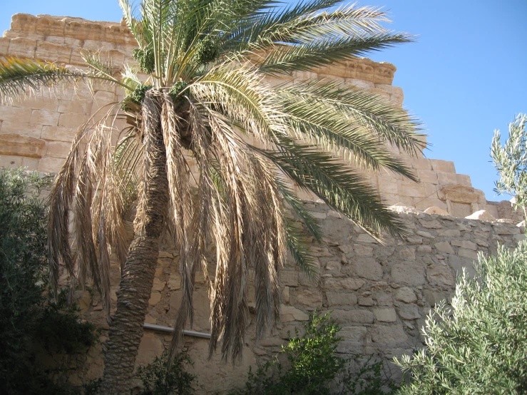 a palm tree that is sitting in front of some rocks