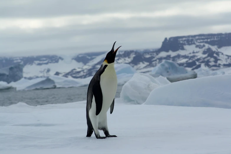 a penguin stands on an ice covered expanse