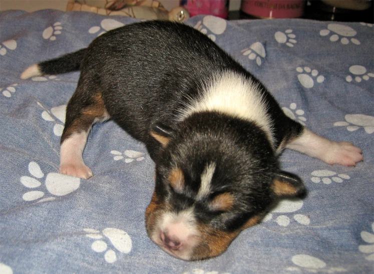 this is a little puppy that was sleeping on a blanket