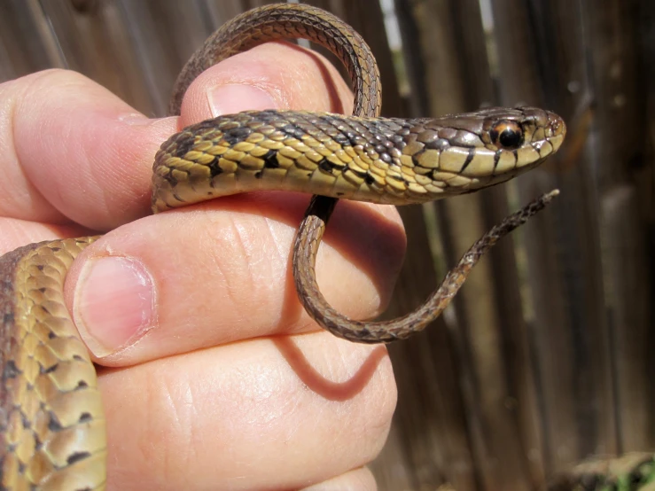 a small brown snake inside a hand with its head above the finger