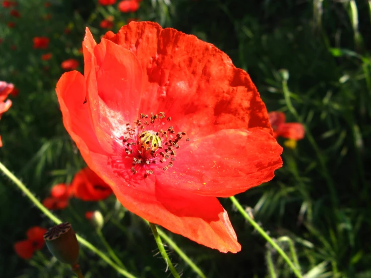 a red flower with a few orange flowers in it