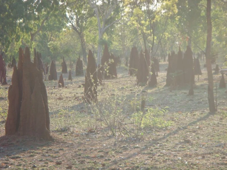 a cemetery has many small trees and stones