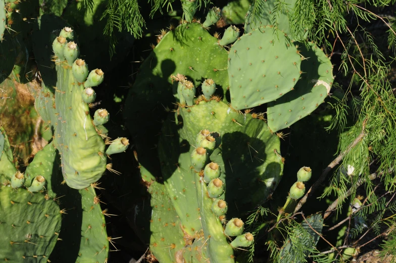 several green cactus leaves near one another