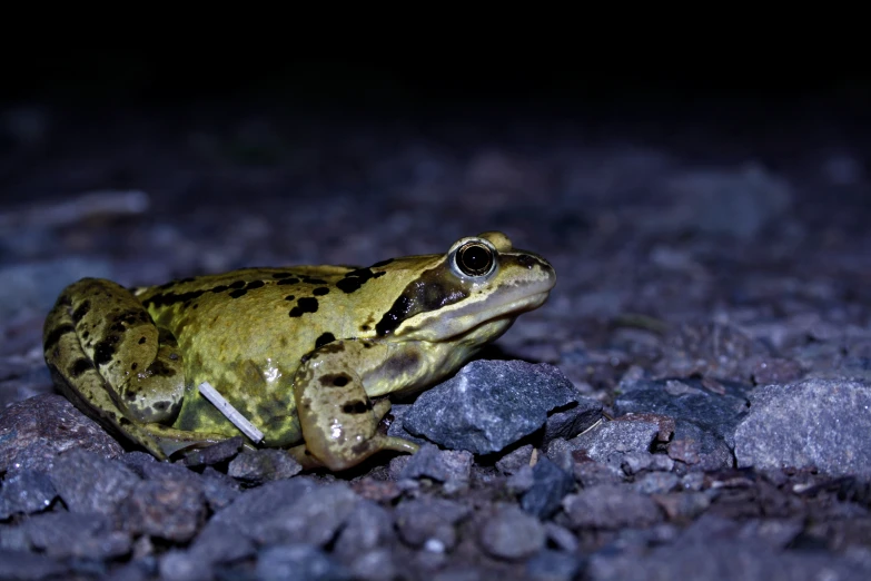 a green frog is sitting on some rocks