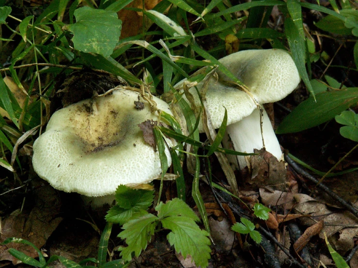 several mushrooms growing in the grass with leaves