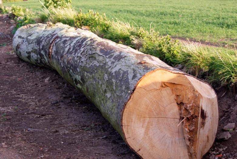 tree log lying on the ground next to field